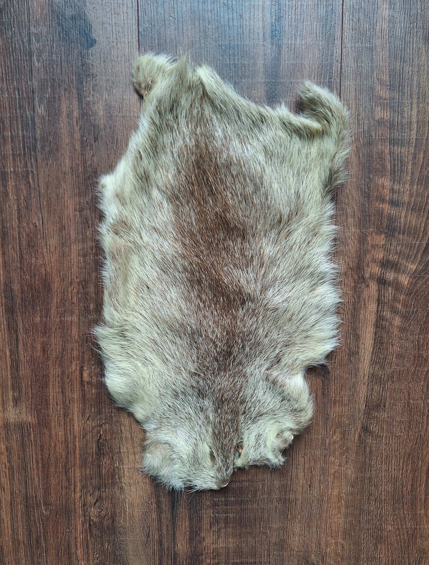 Beaver rat hide