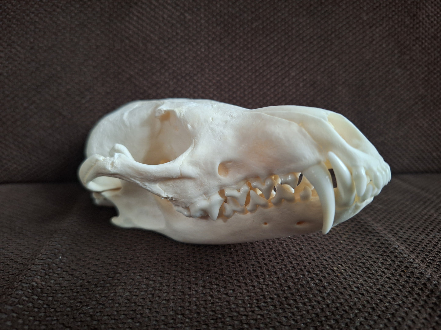 Fox skull #25