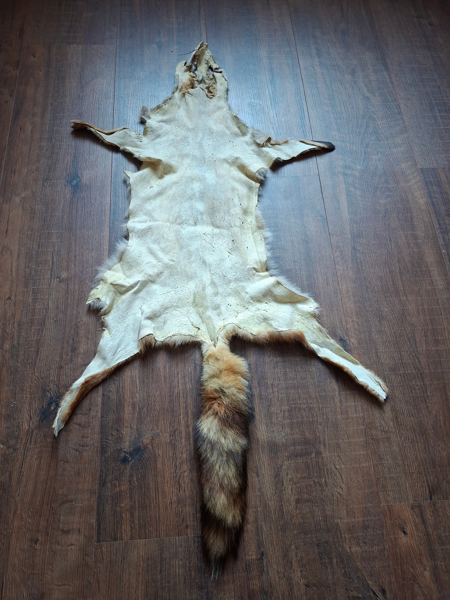 Red fox hide #33, B-quality