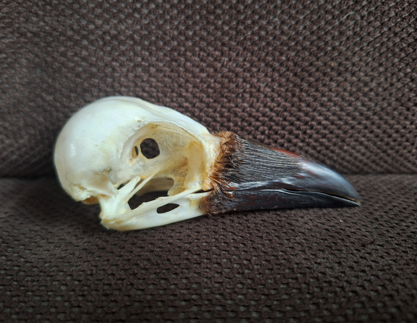 Crow skull #36
