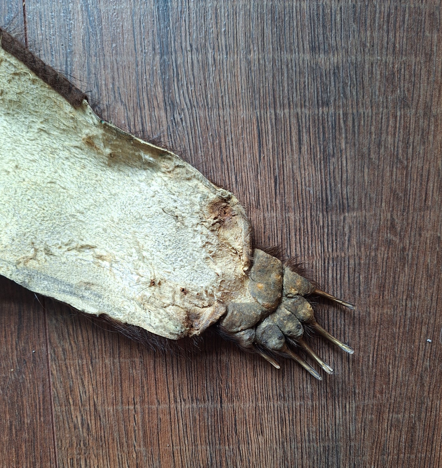 Badger hide #7
