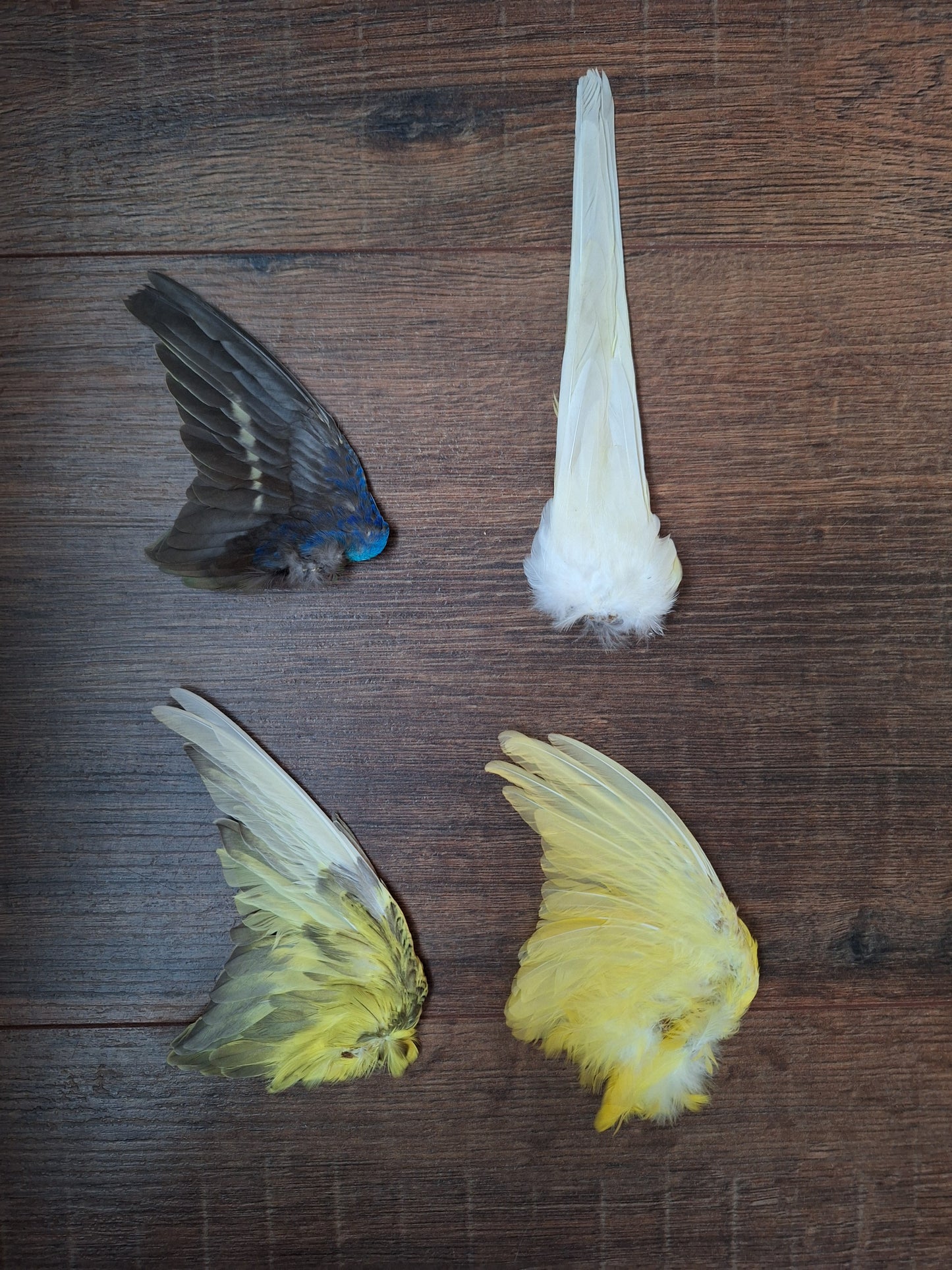 Parakeet single wings