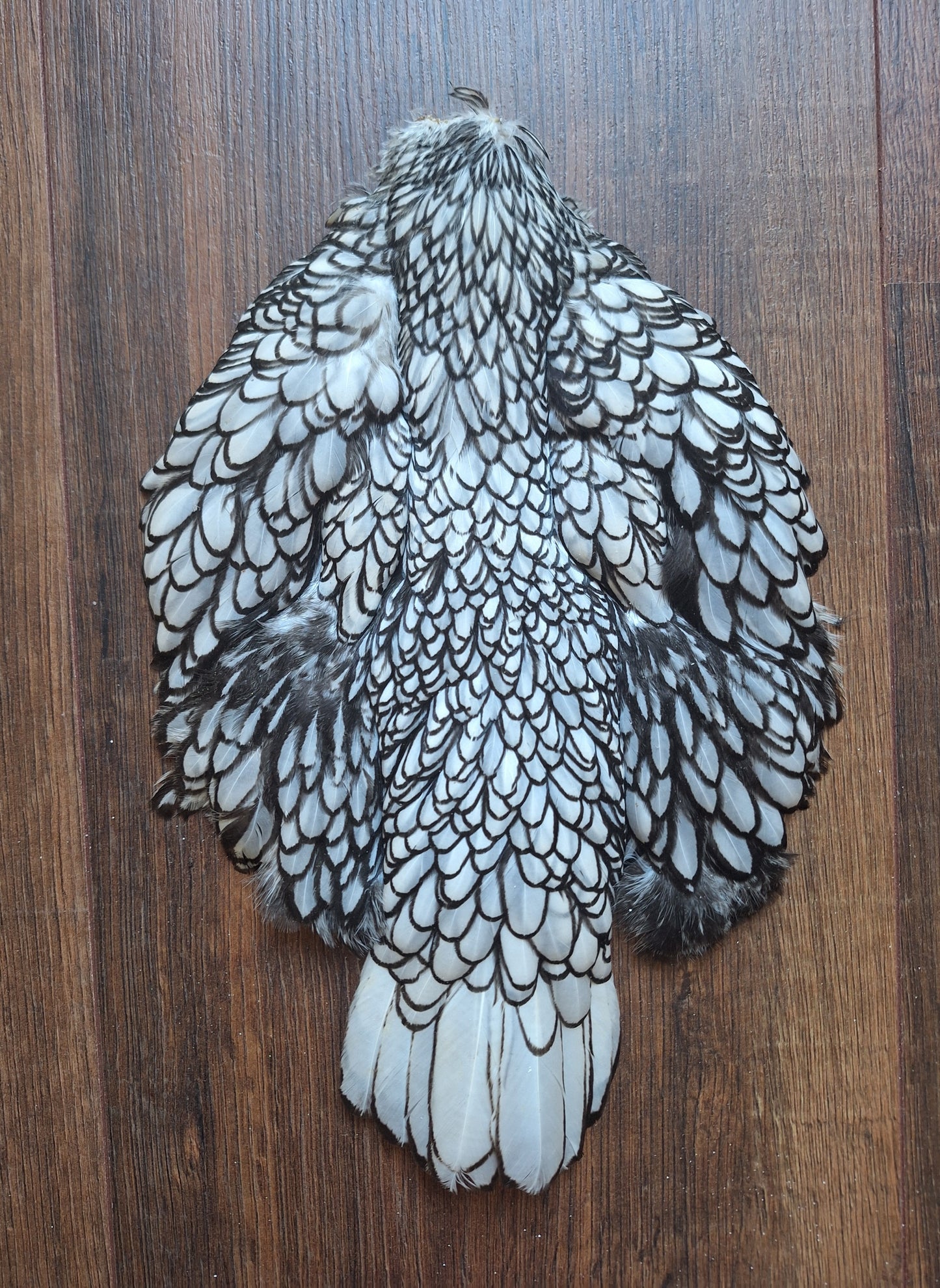 Chicken skin