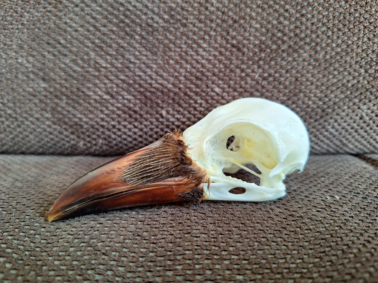 Crow skull #32