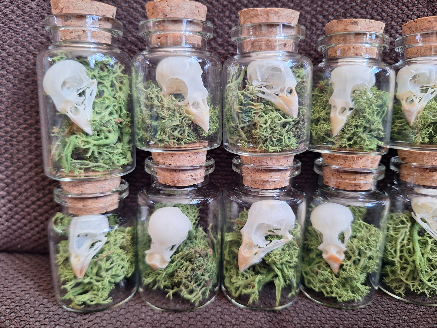 Parakeet skull bottle