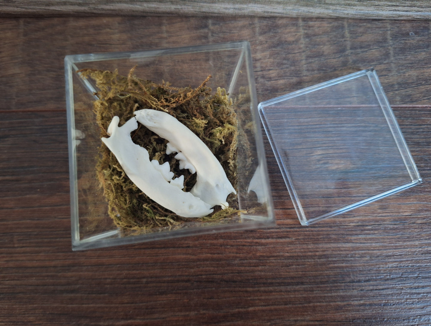 Marten lower jaws, B-quality, in display cube