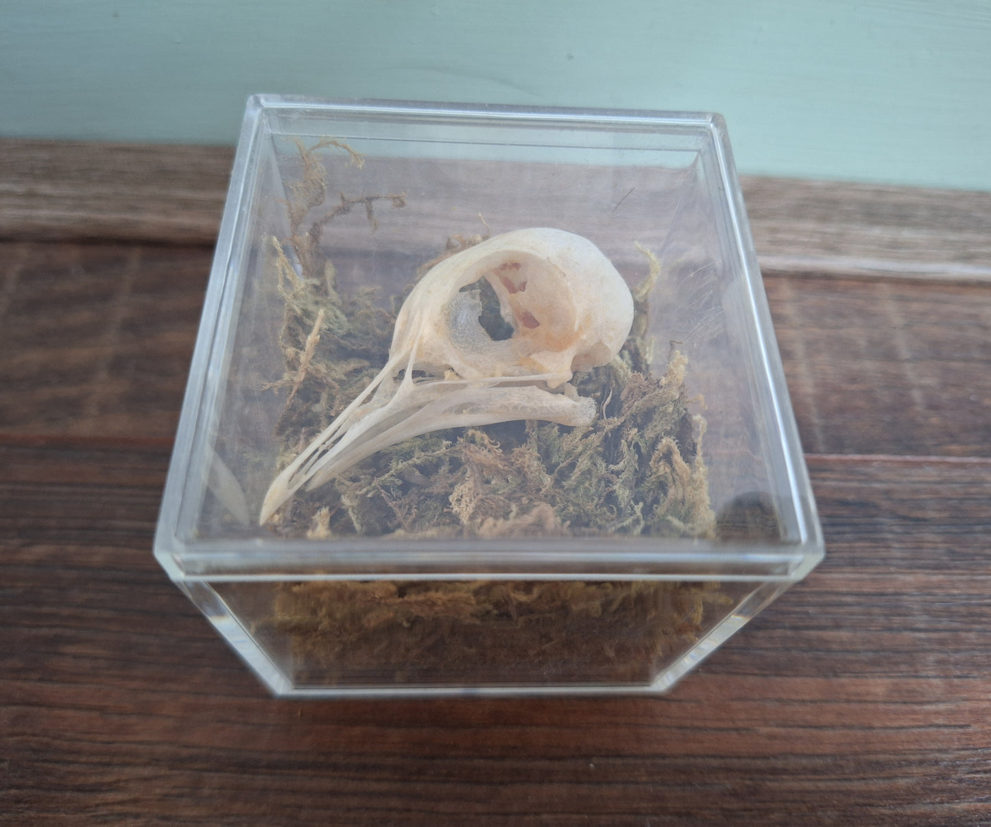 Wood pigeon skull in display cube