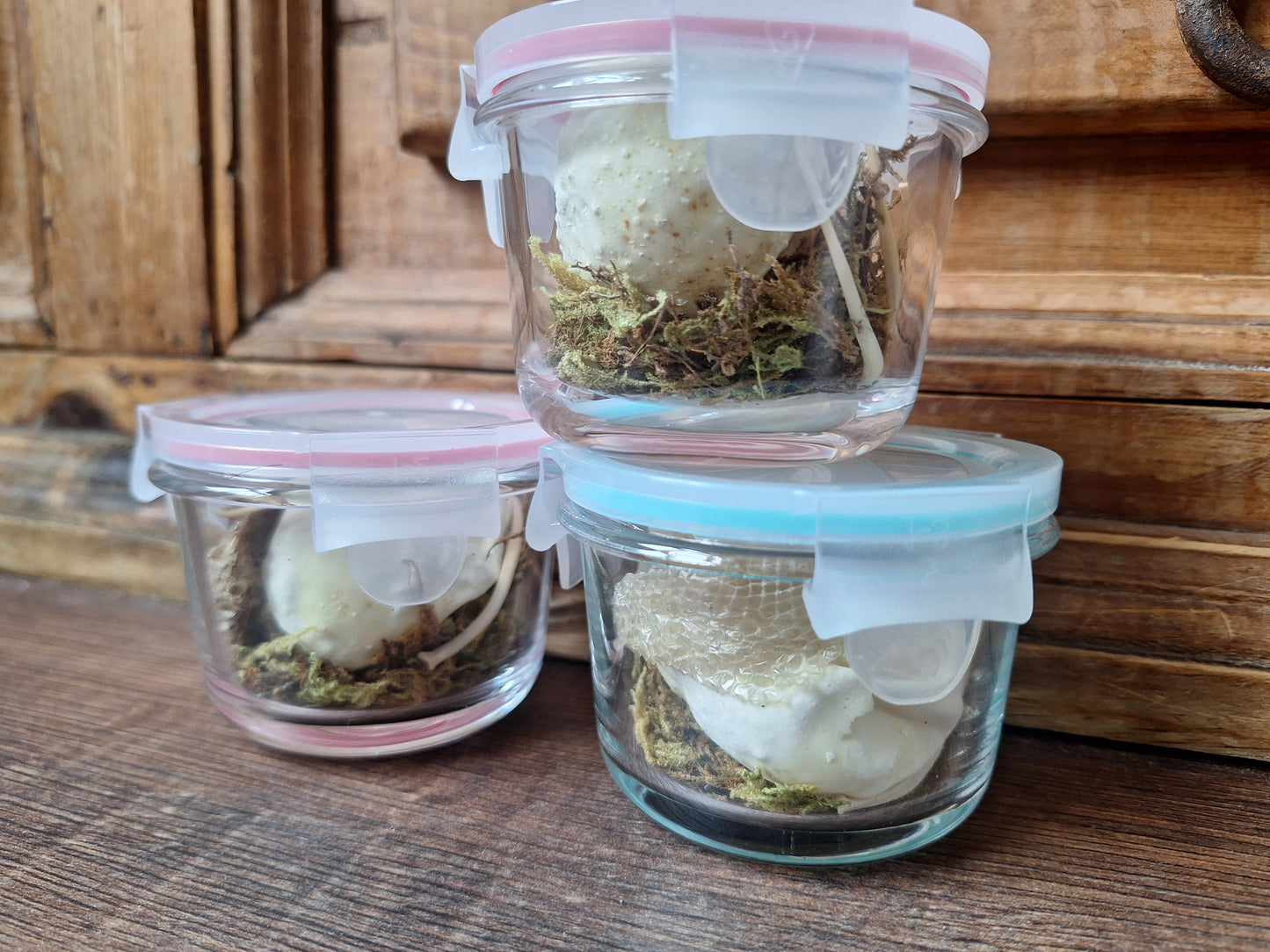 Snake set in glass jar