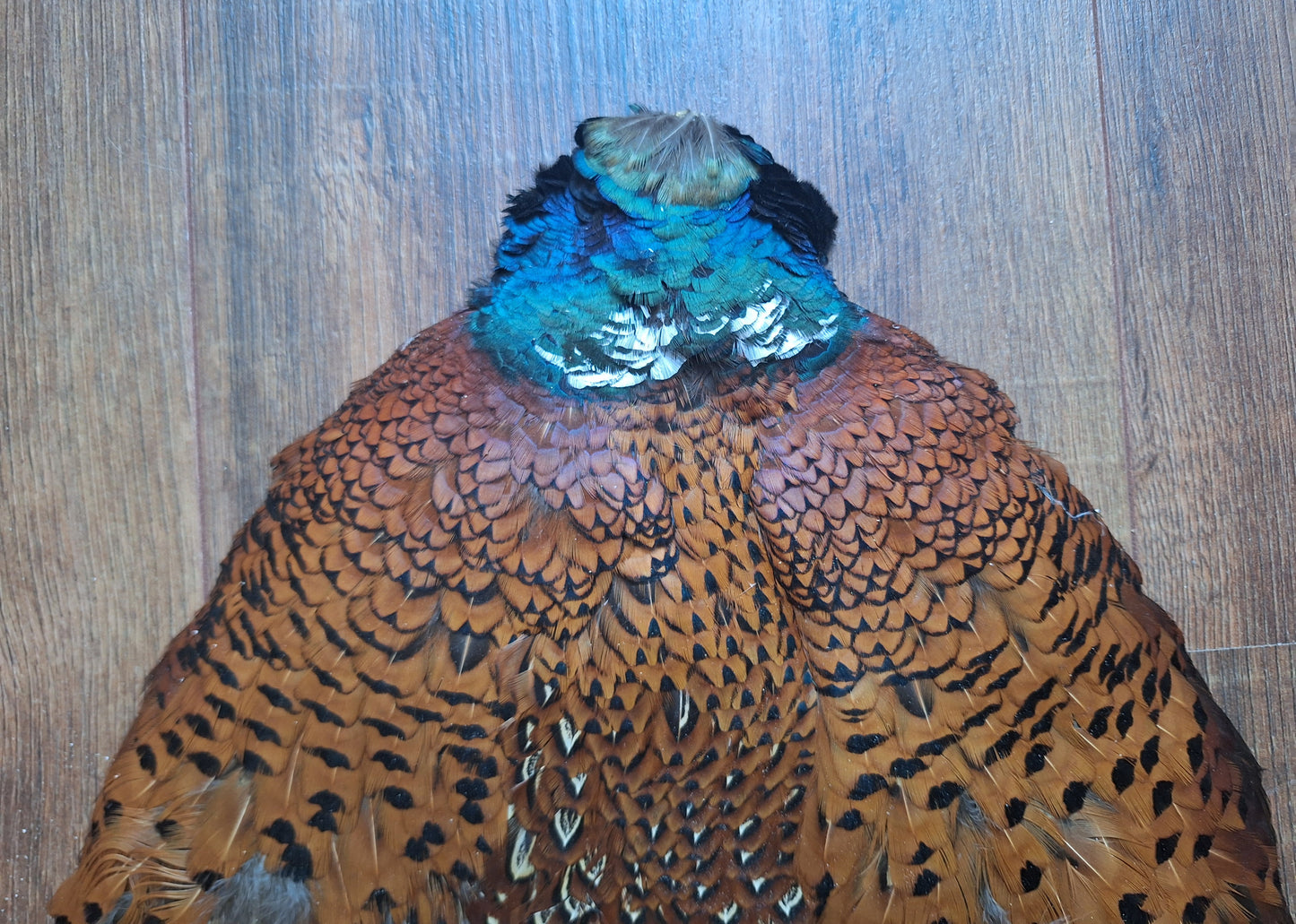 Pheasant skin