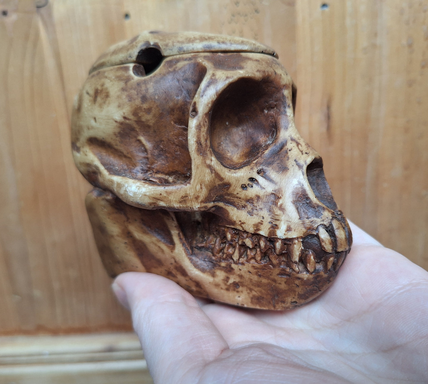 Resin monkey skull kapala