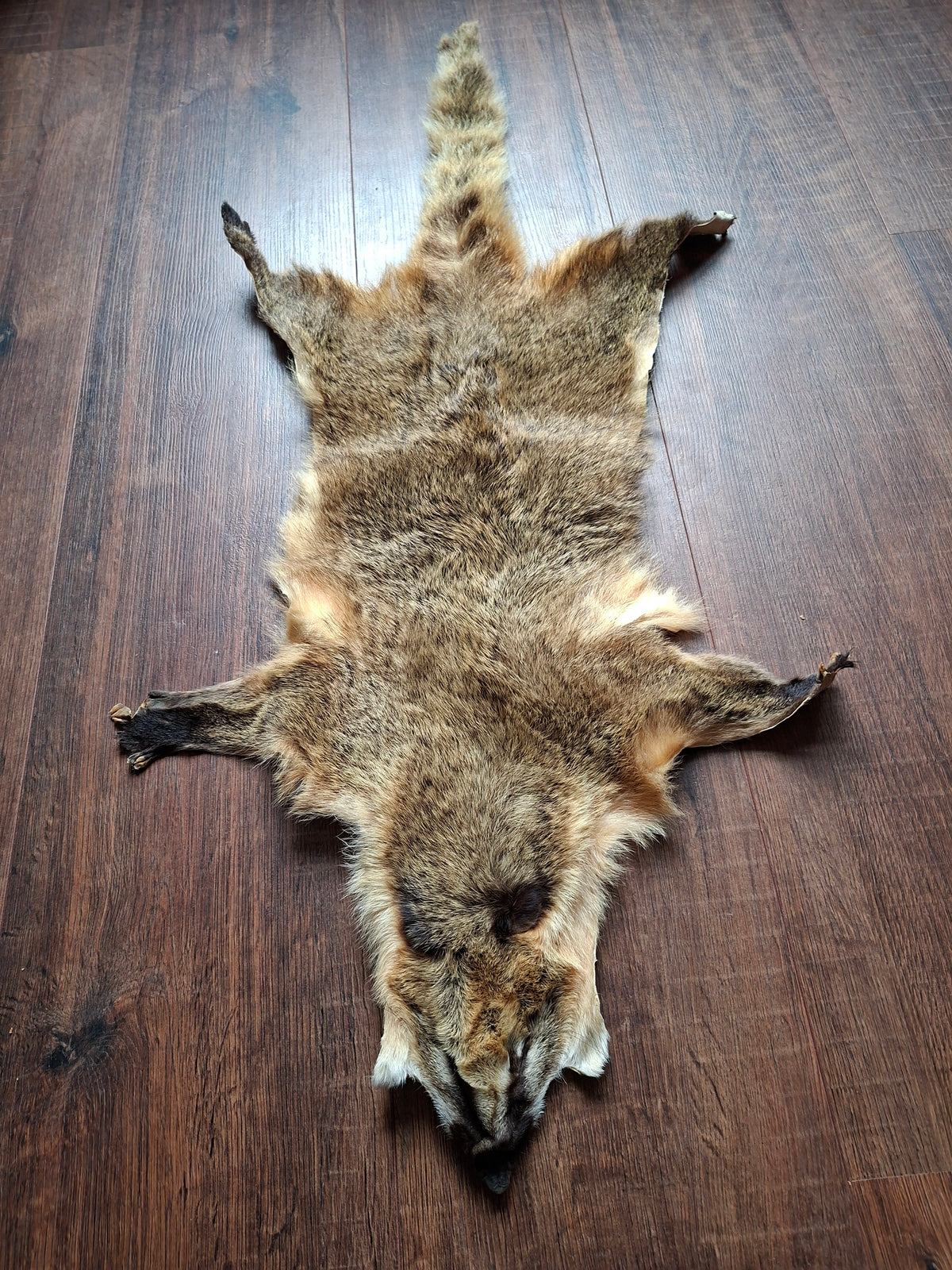 Coati hide