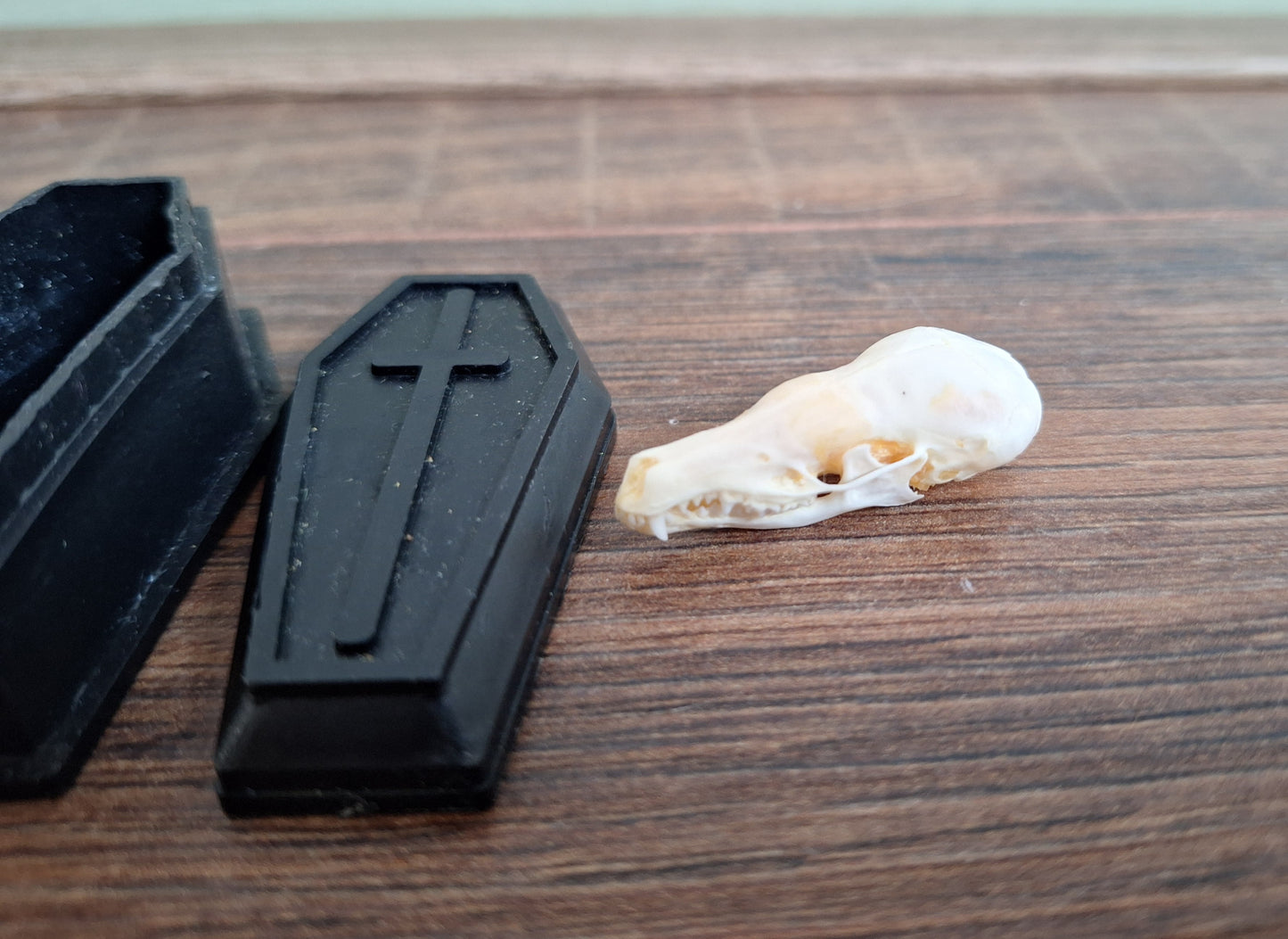 Mole skull in coffin