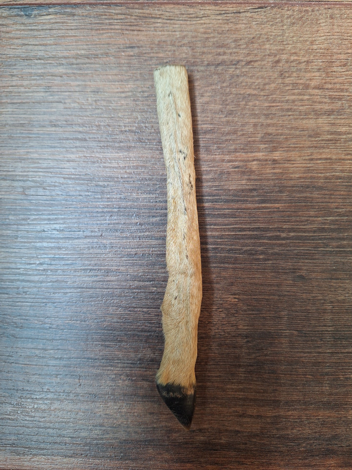 Vintage roe deer lower legs