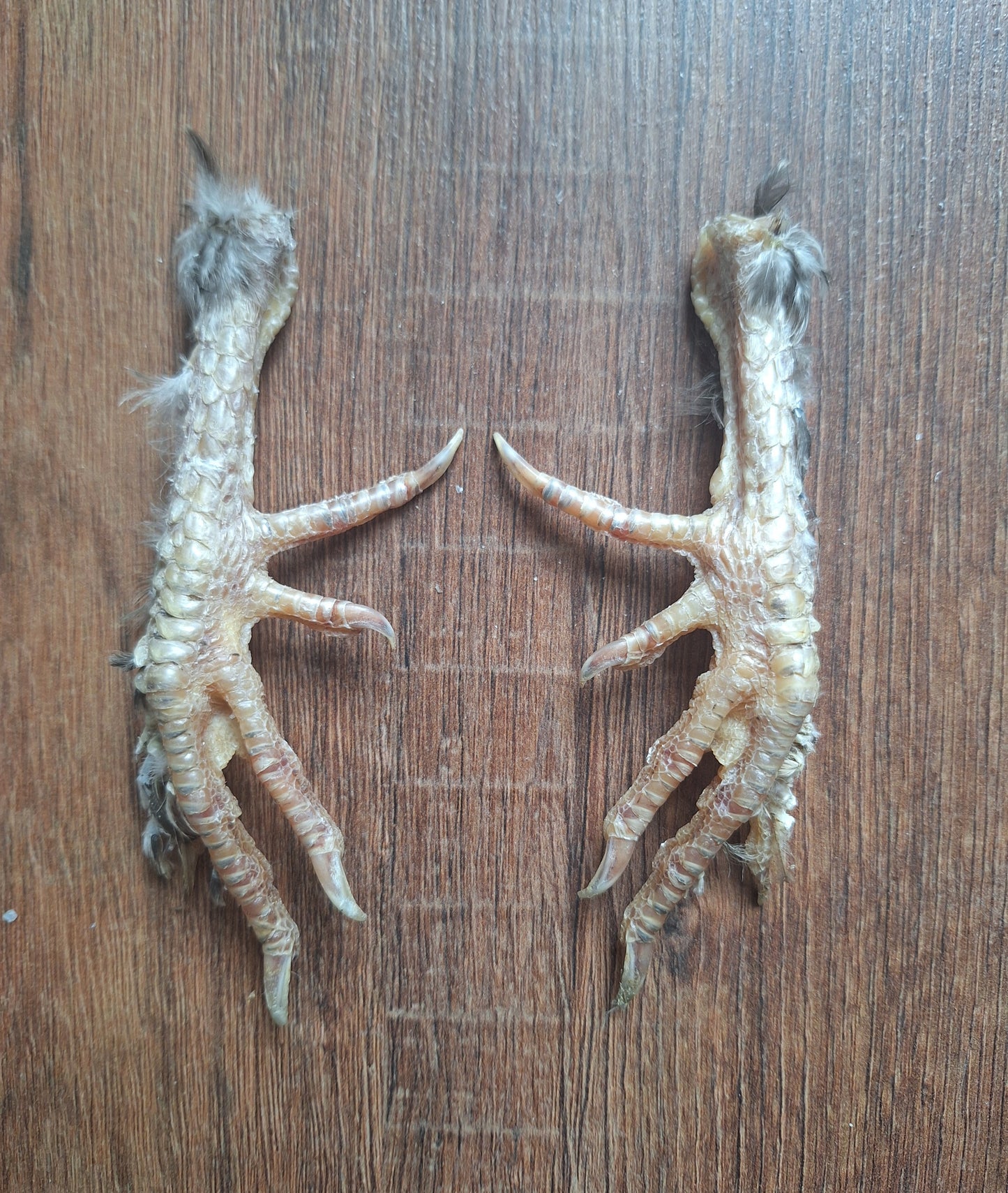 Silkie chicken lower legs, set of 2