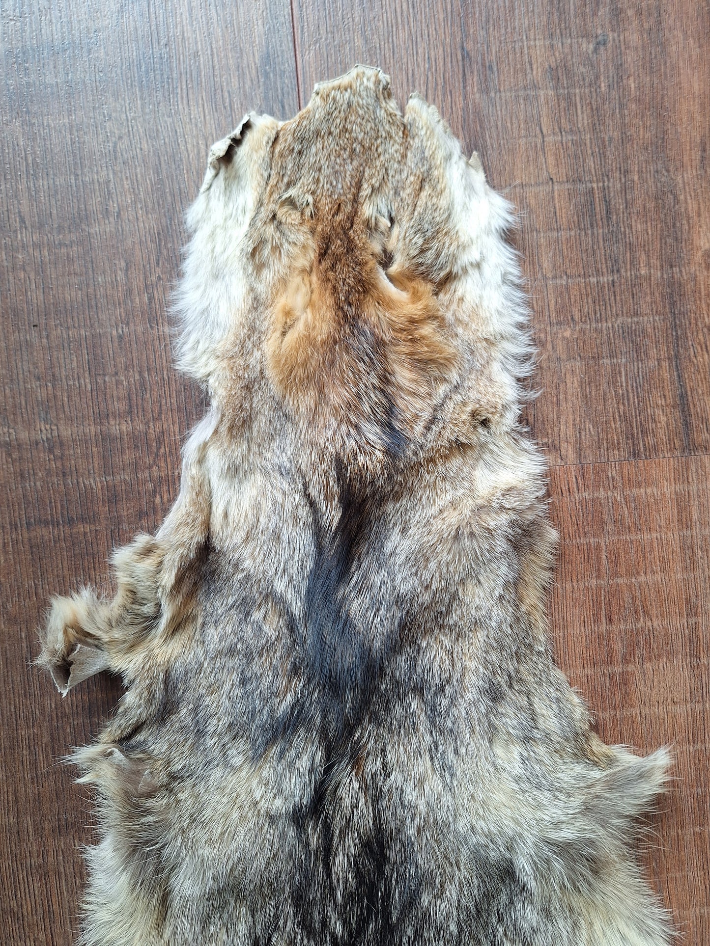 Cape fox hide #1
