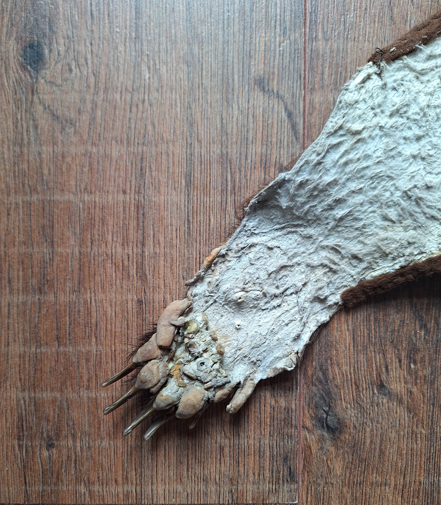 Badger hide #6