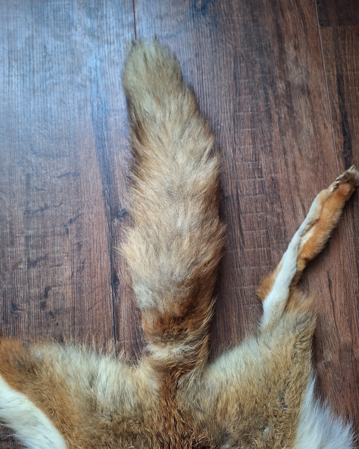 Red fox hide #28, B-quality