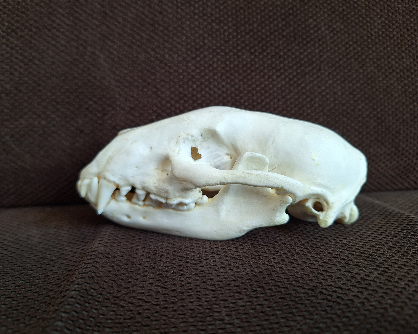 Raccoon skull #1