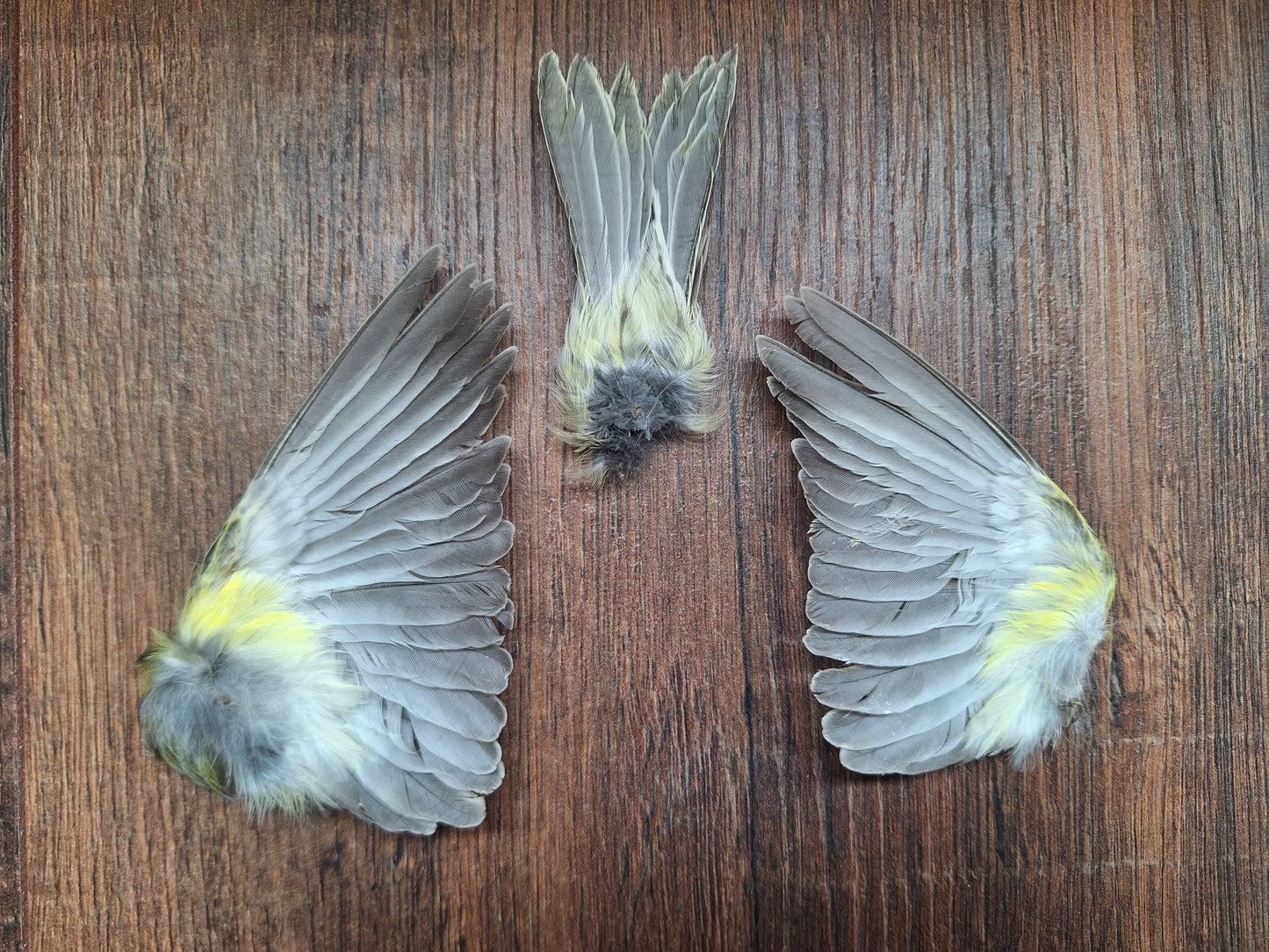Canary set of wings and tail