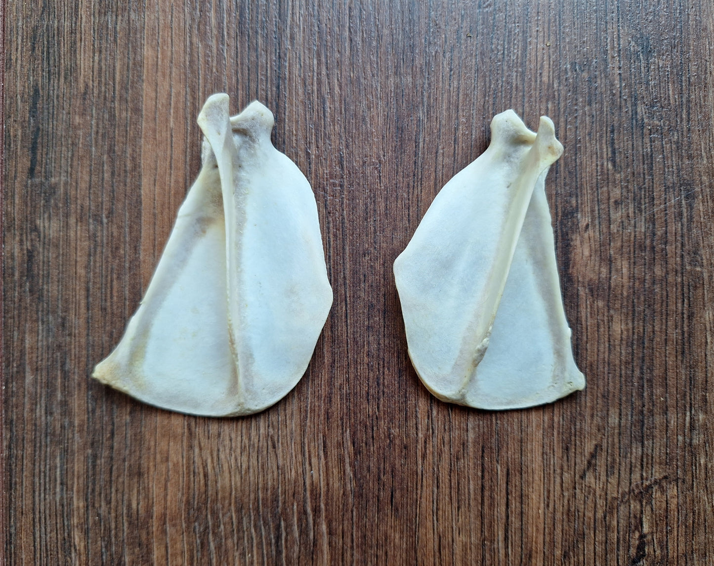 Fox scapula's, set of 2