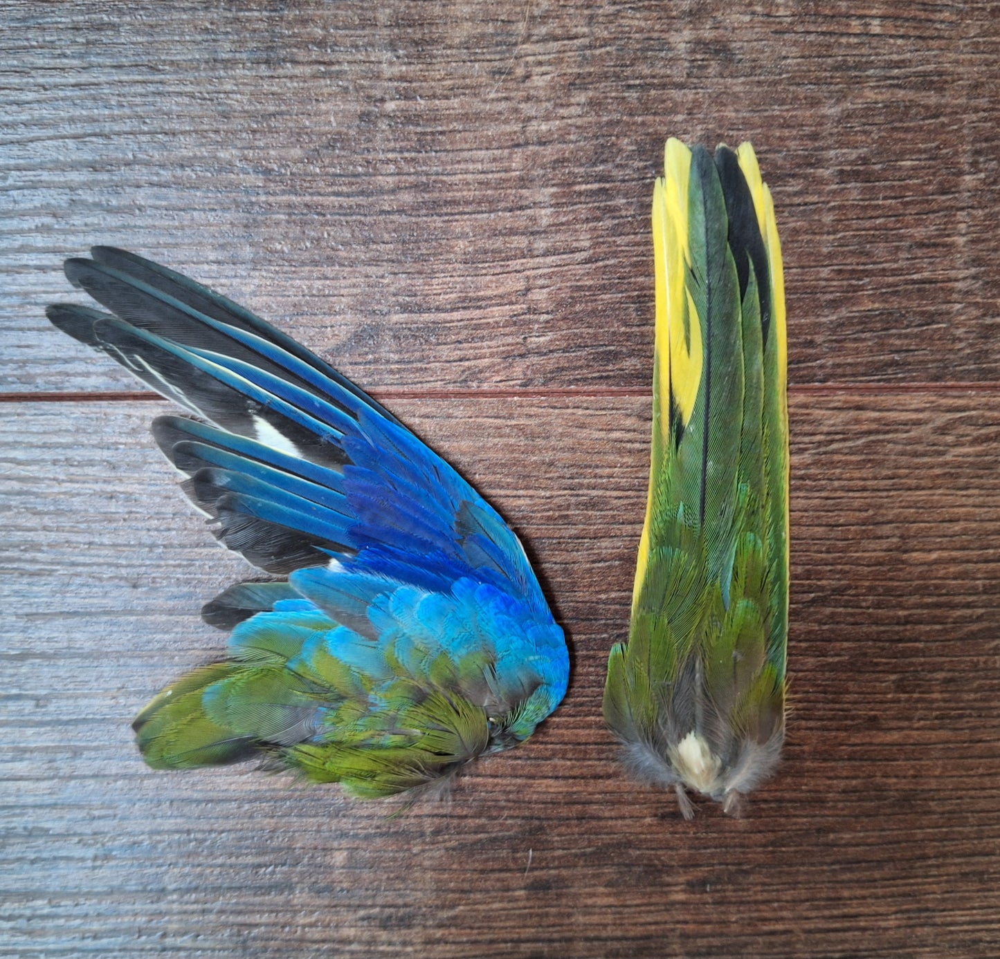 Parakeet single wing and tail, B-quality