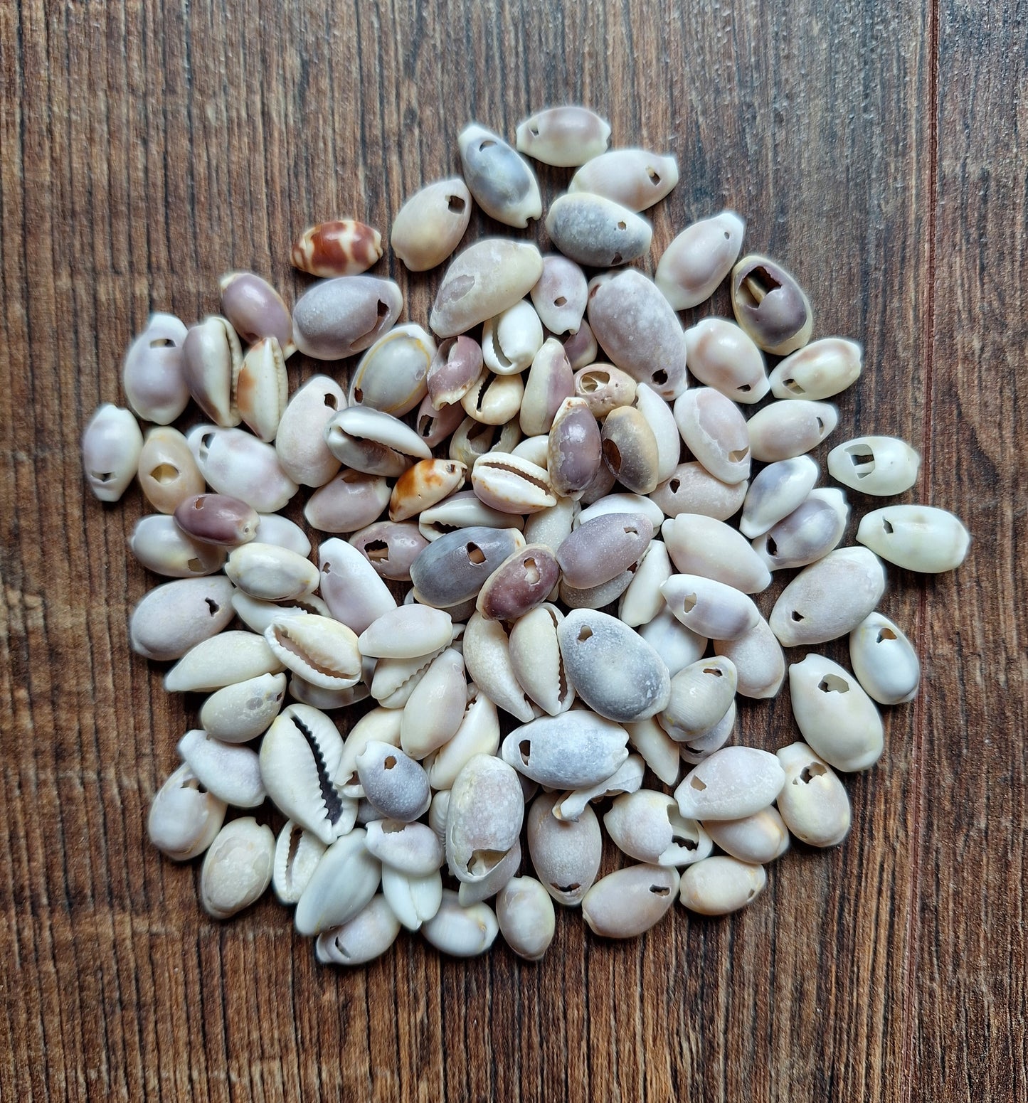 Cowrie shells mix, crafting set