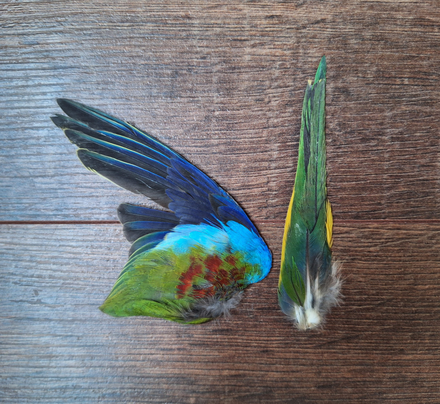 Parakeet single wing and tail, B-quality
