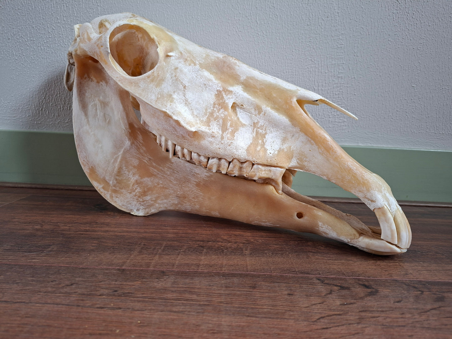 Horse skull