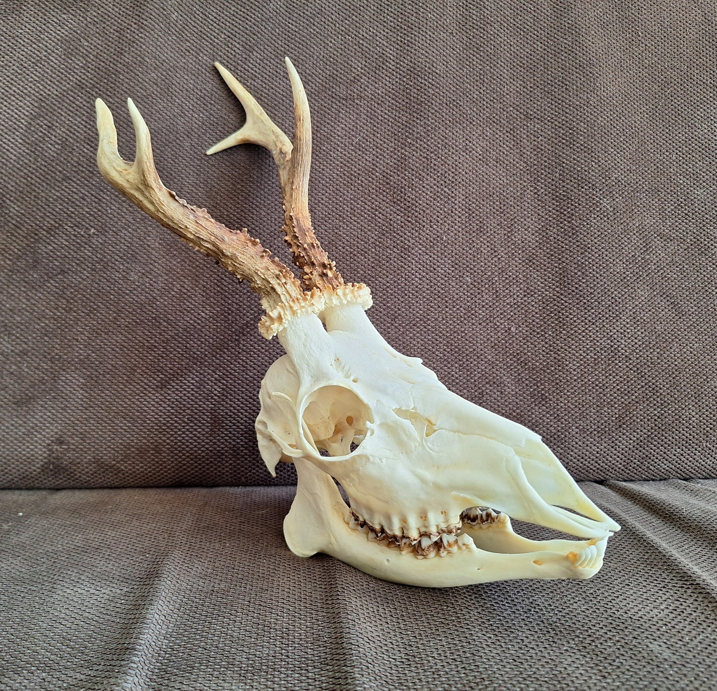 Roe buck skull #3