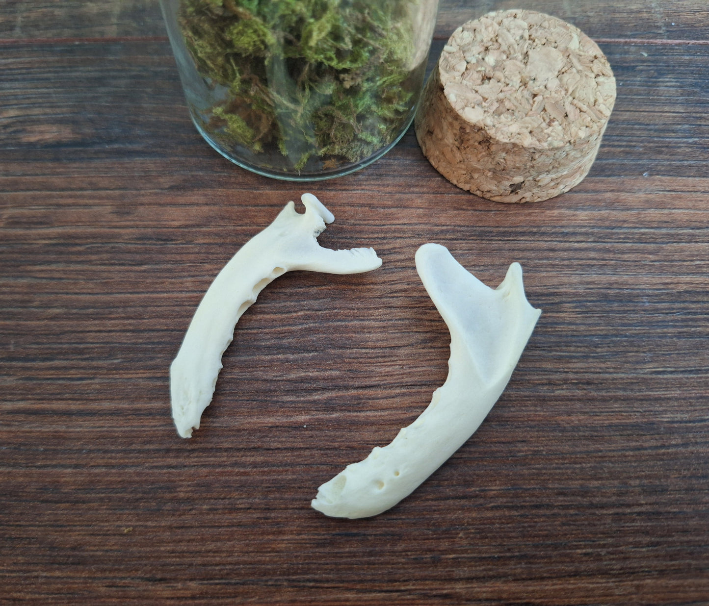 Marten lower jaws, B-quality, in glass jar