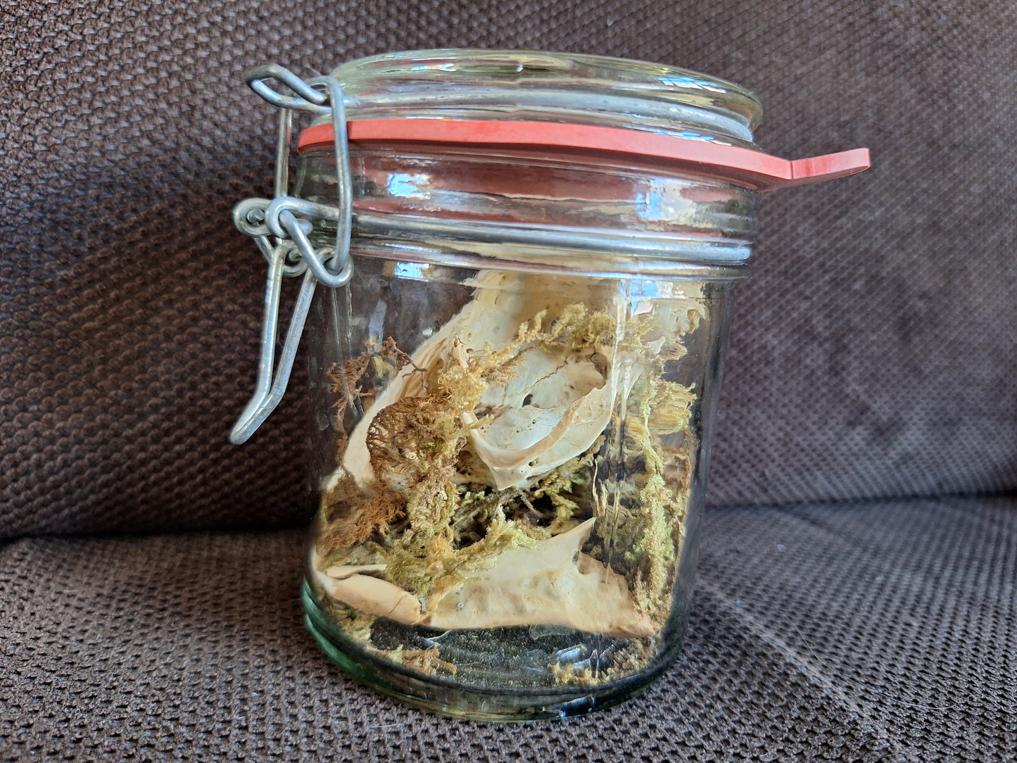 Rabbit skull, B-quality, in glass jar