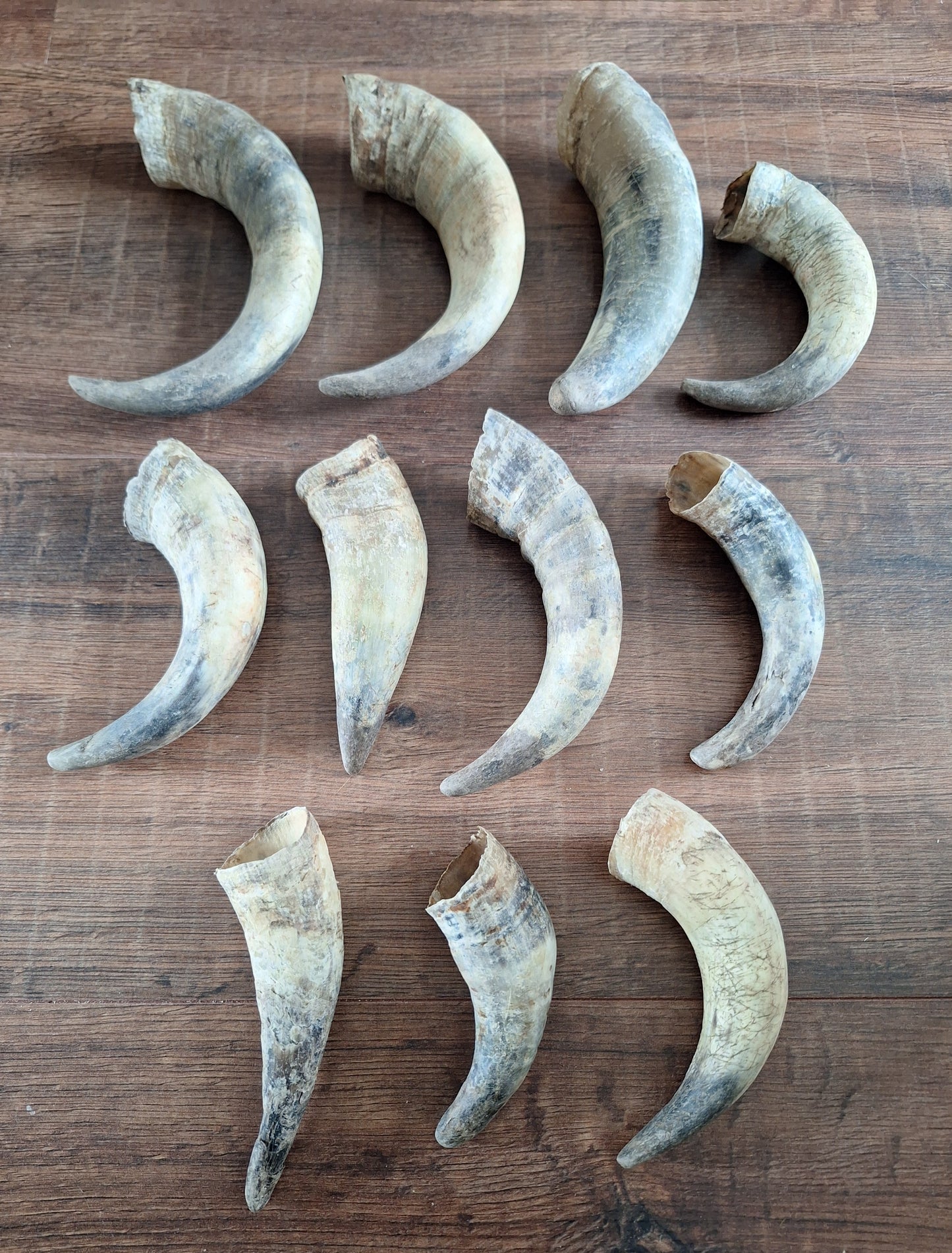 Cow horns