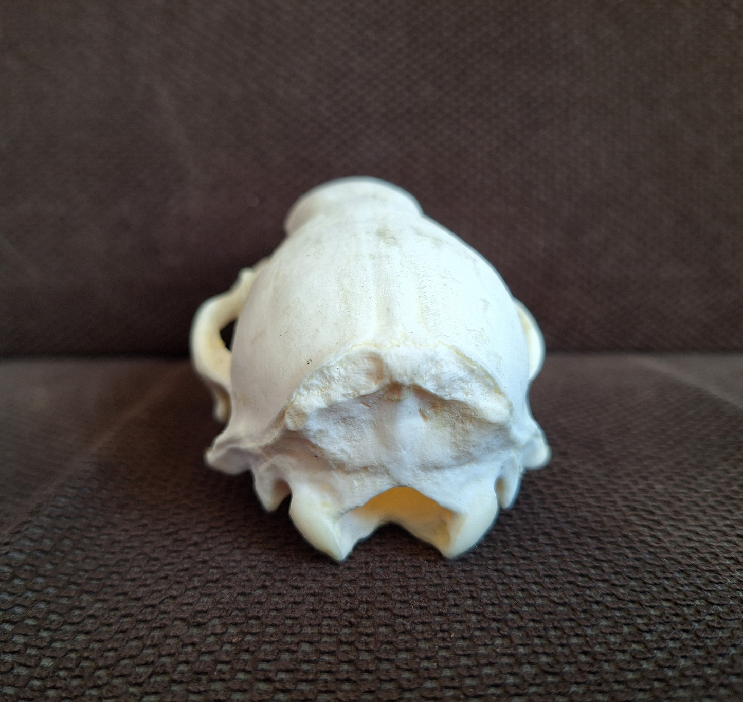 Raccoon skull #1