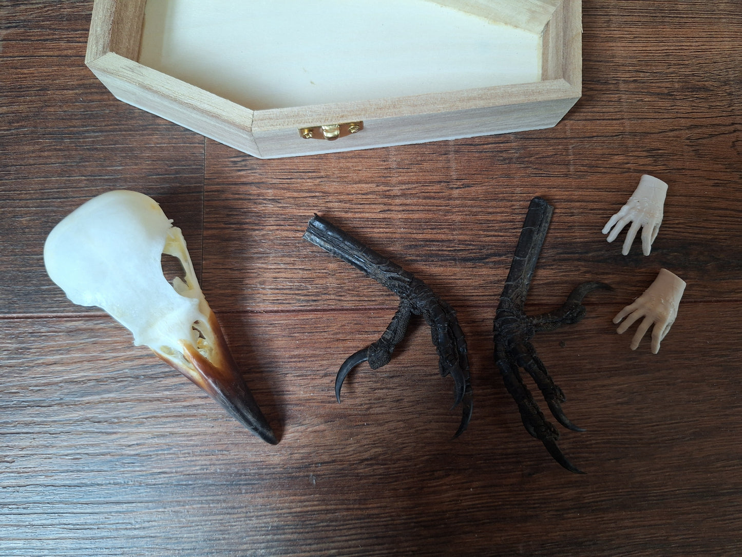 Crow skull and claws set in coffin