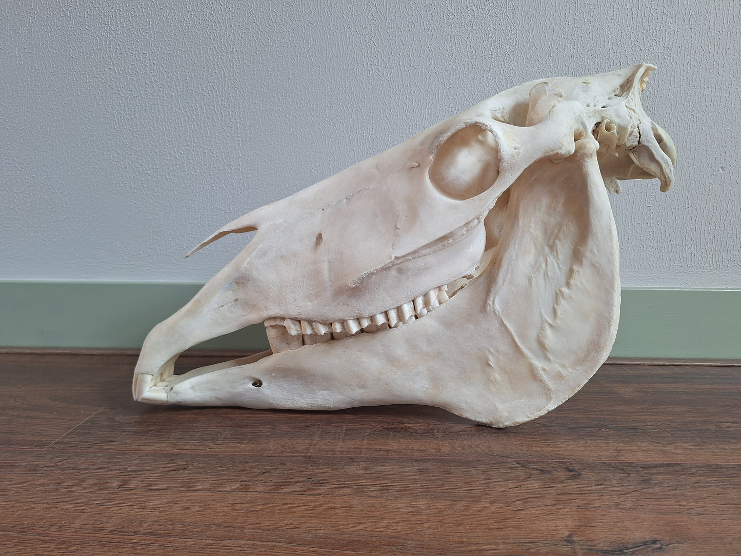 Horse skull