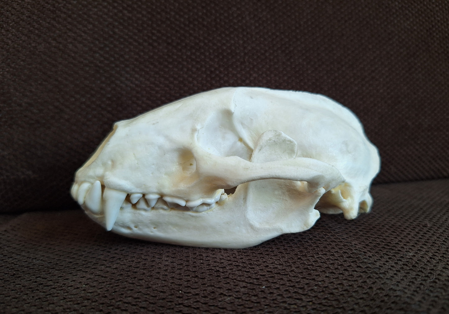 Badger skull #7