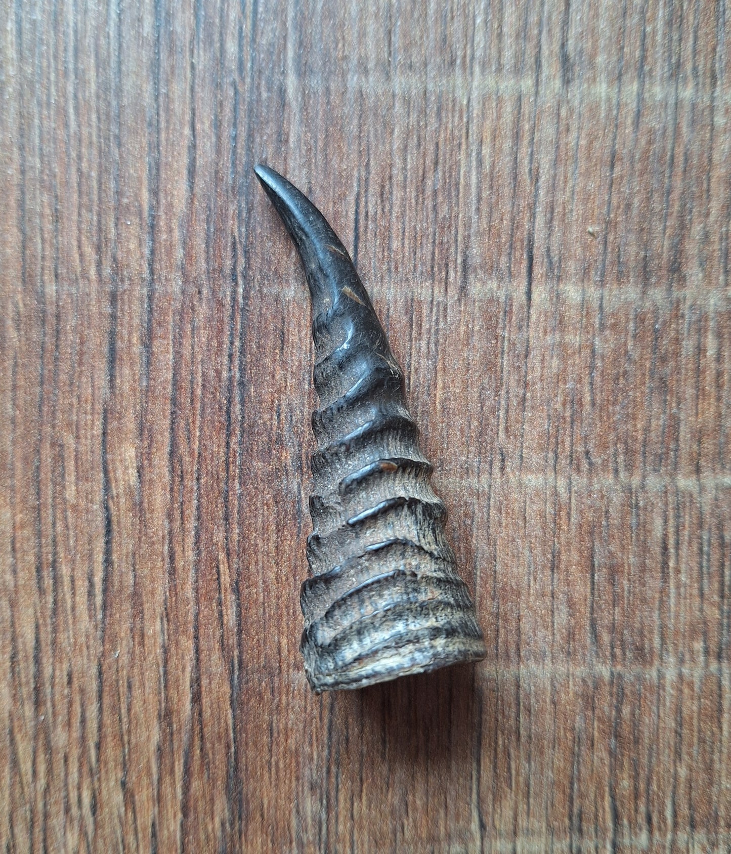 Oribi horns, single
