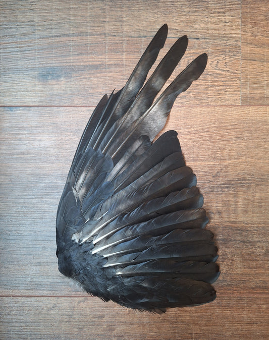 Crow single wing #46, B-quality