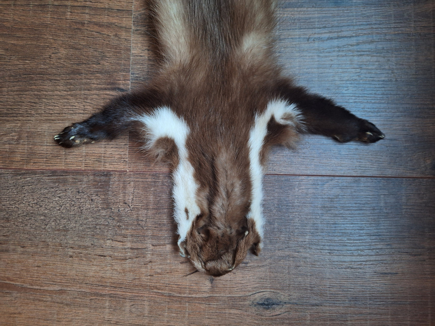 Stone marten hide #10