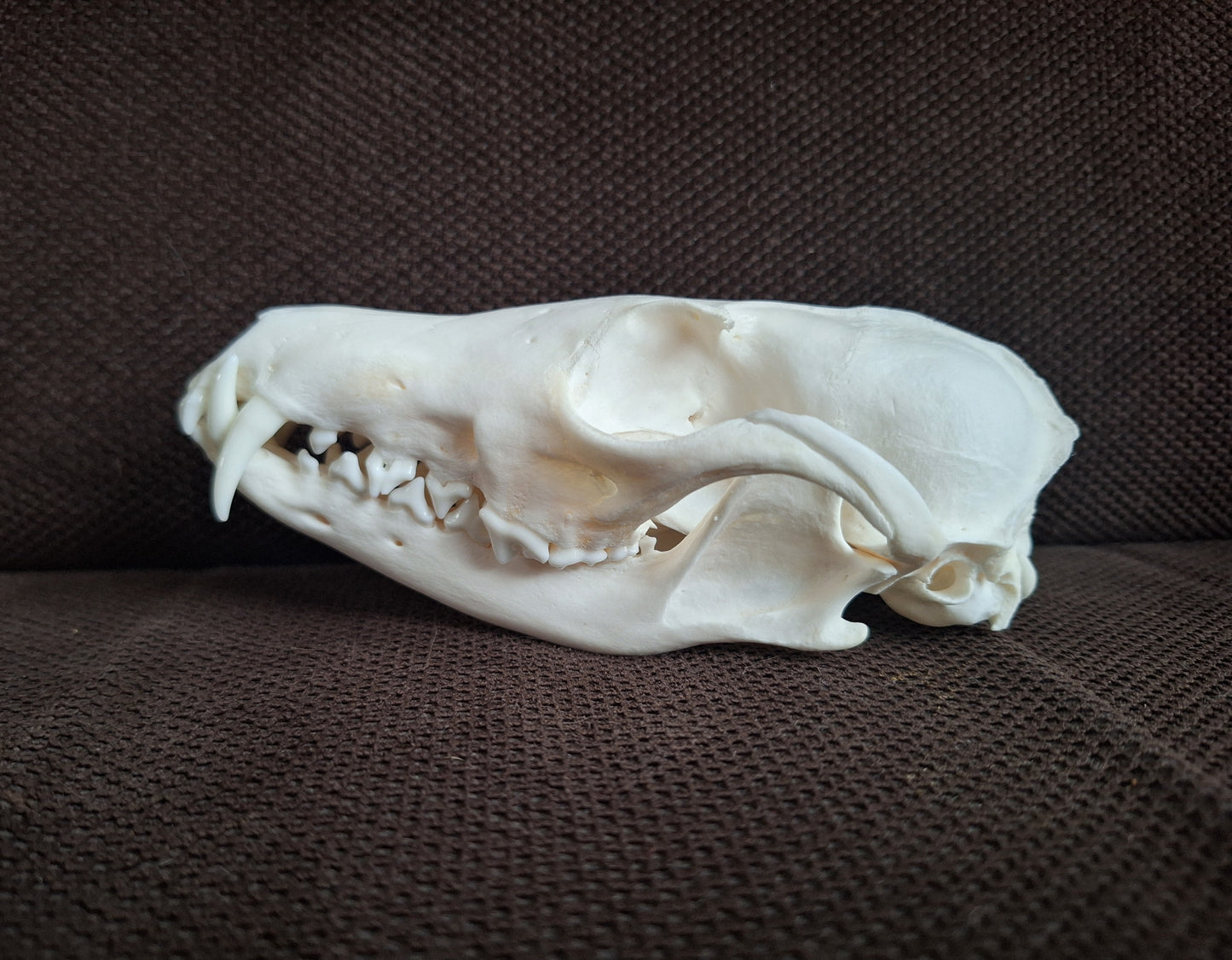 Fox skull #23