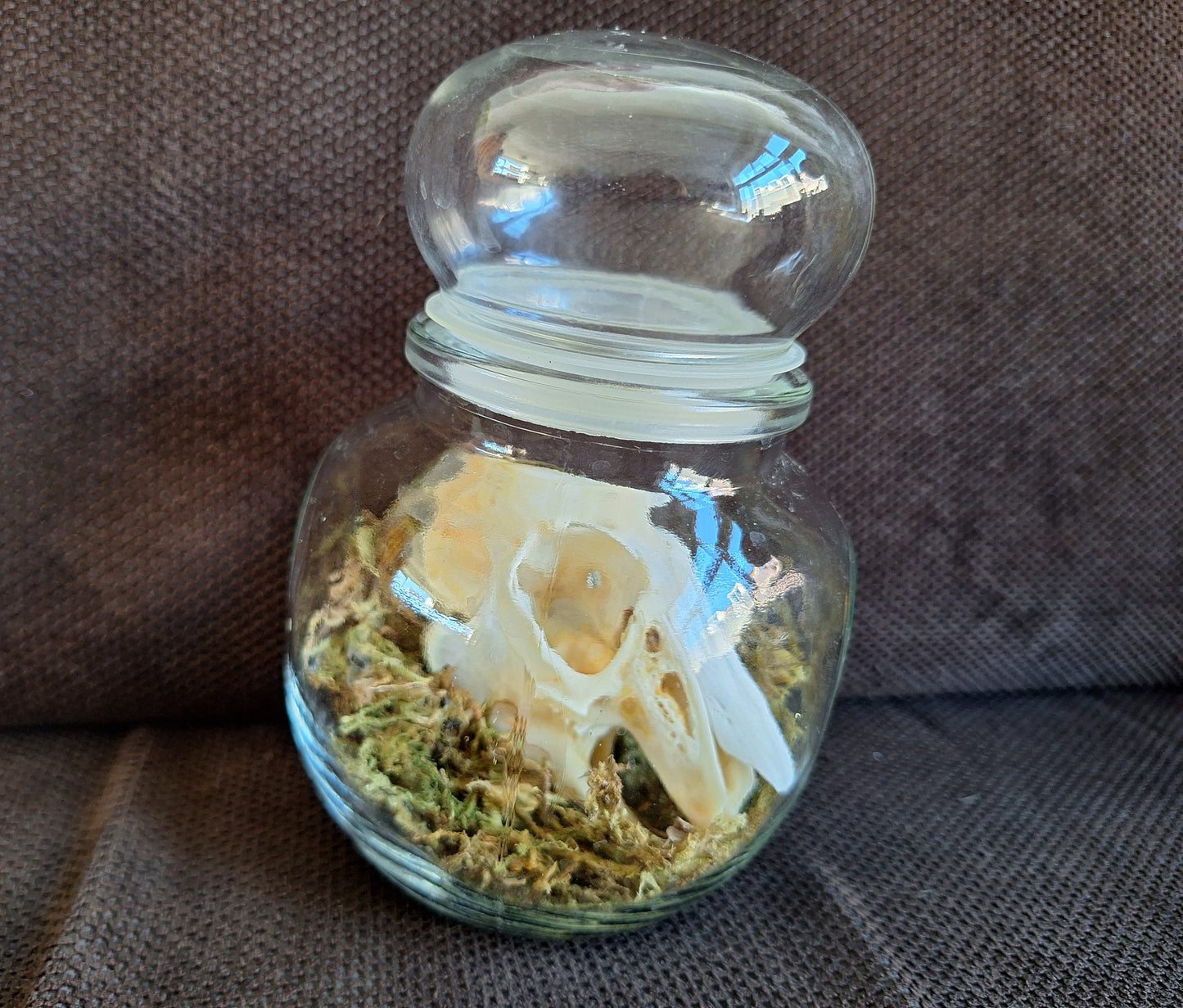 Rabbit skull in glass jar