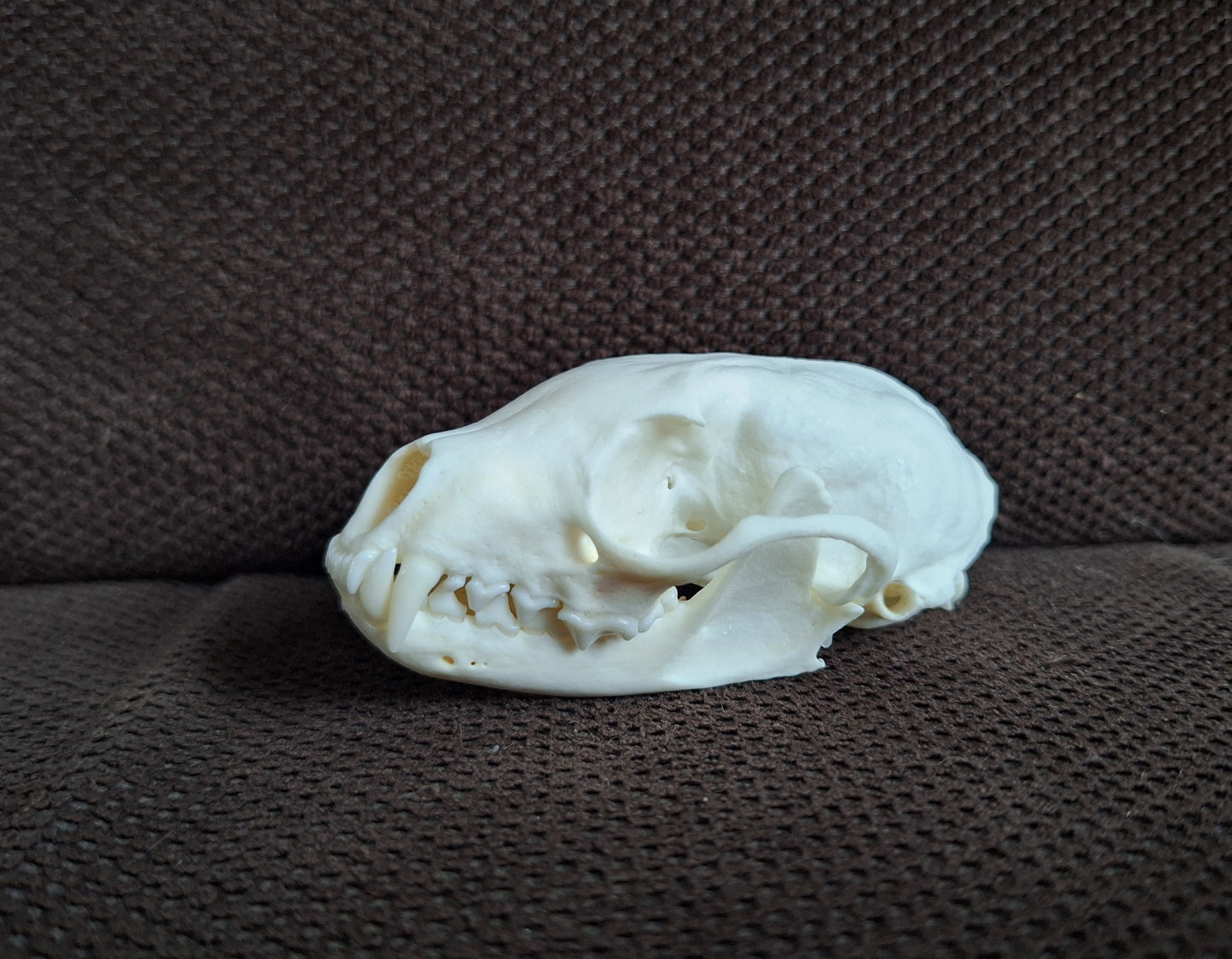 Stone marten skull #2