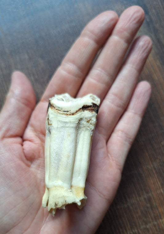 Cow tooth