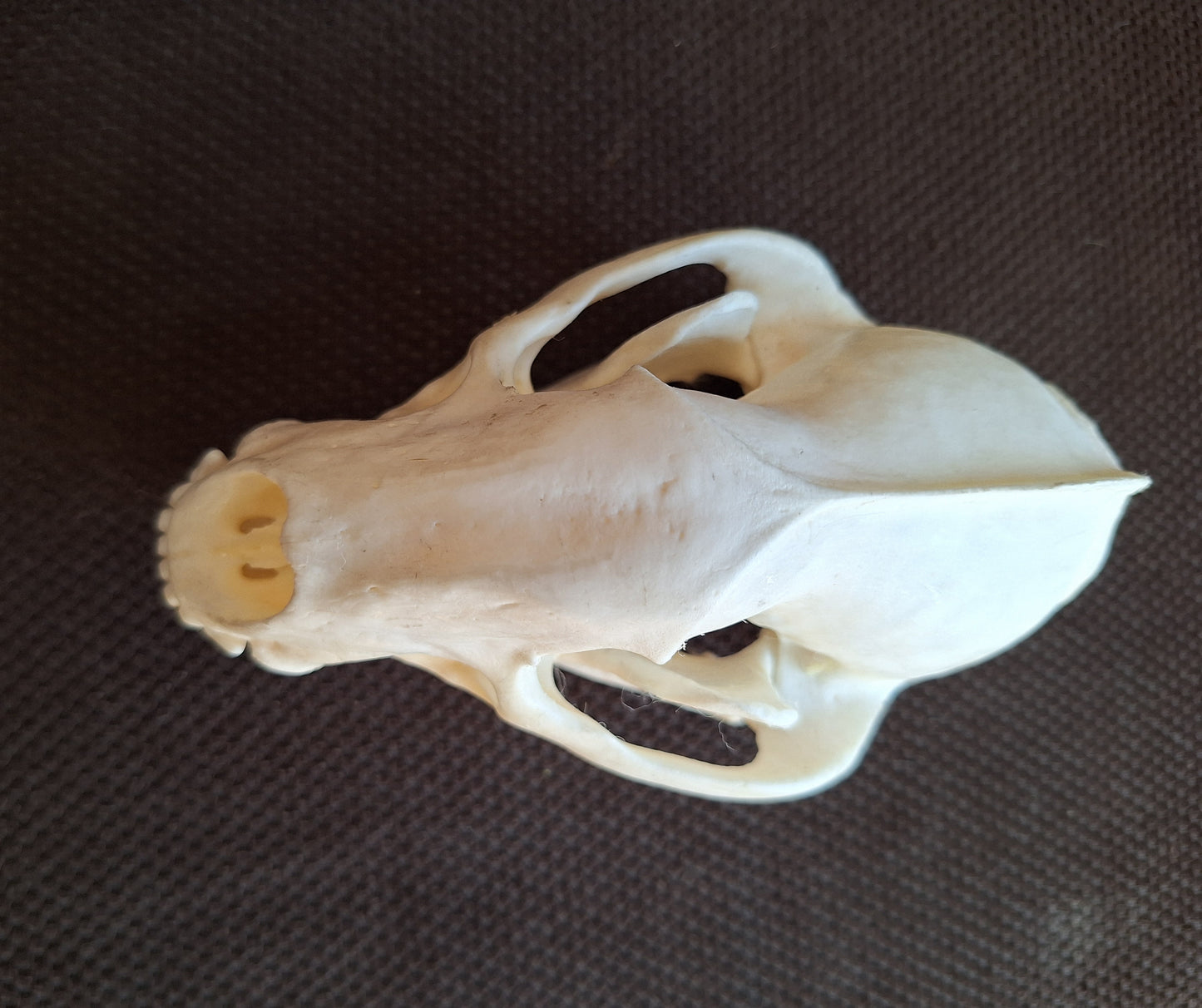 Badger skull #7
