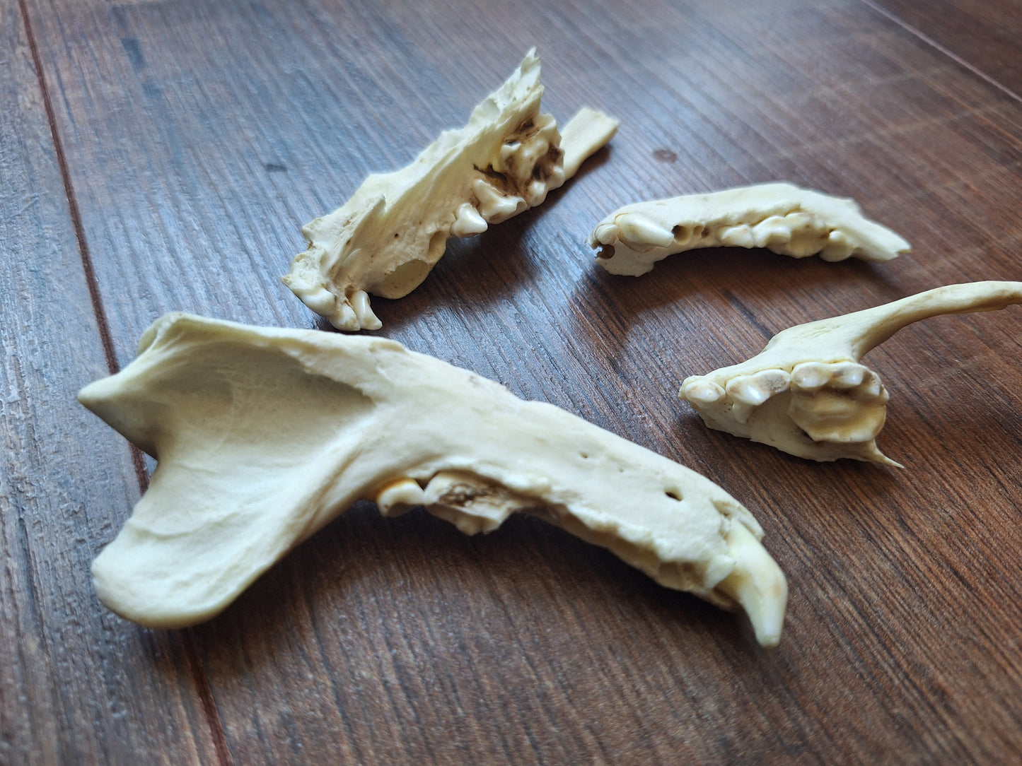Badger jaw pieces, B-quality
