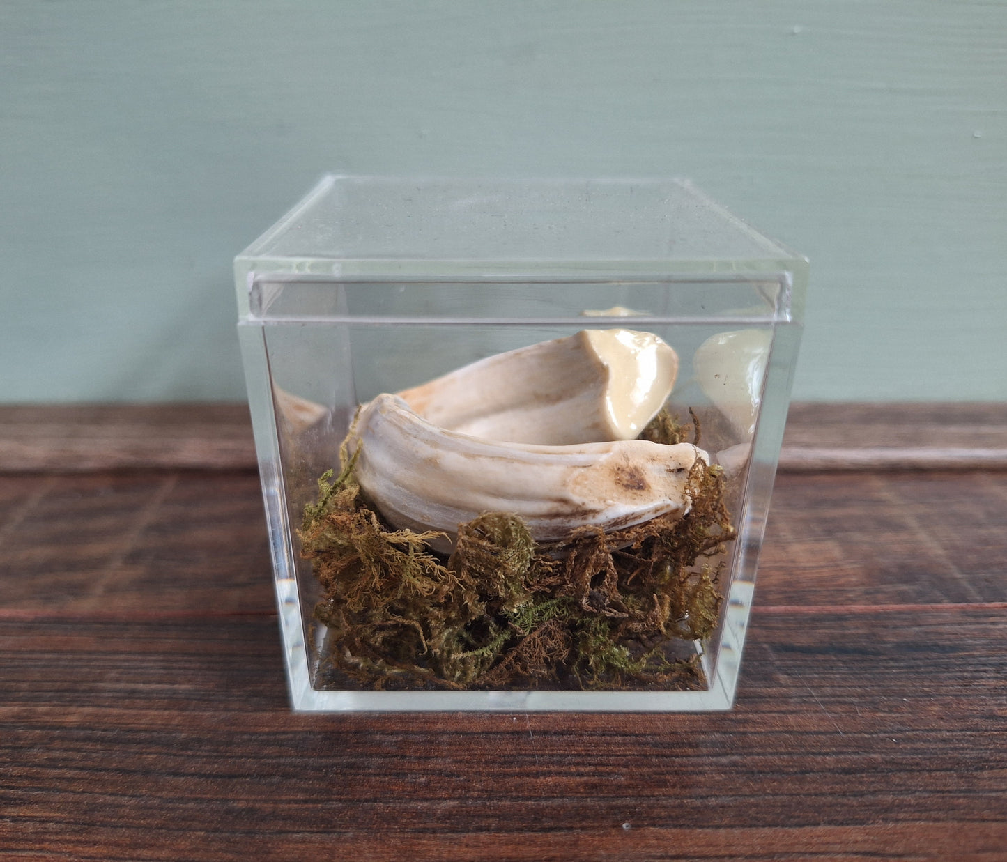 Wild boar upper jaw tusks in display cube