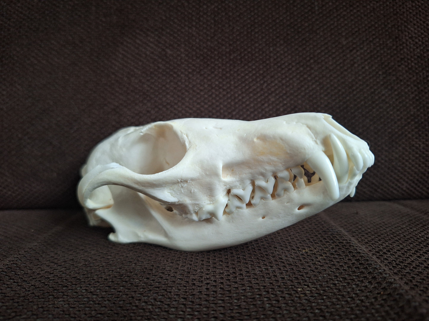 Fox skull #23