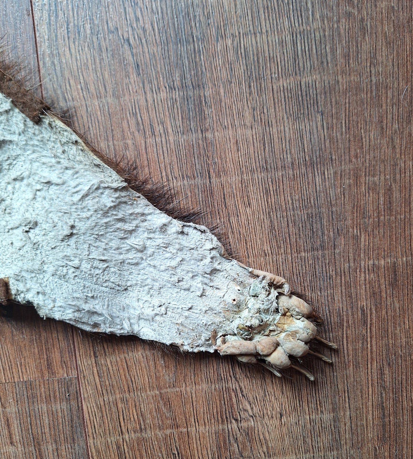 Badger hide #6