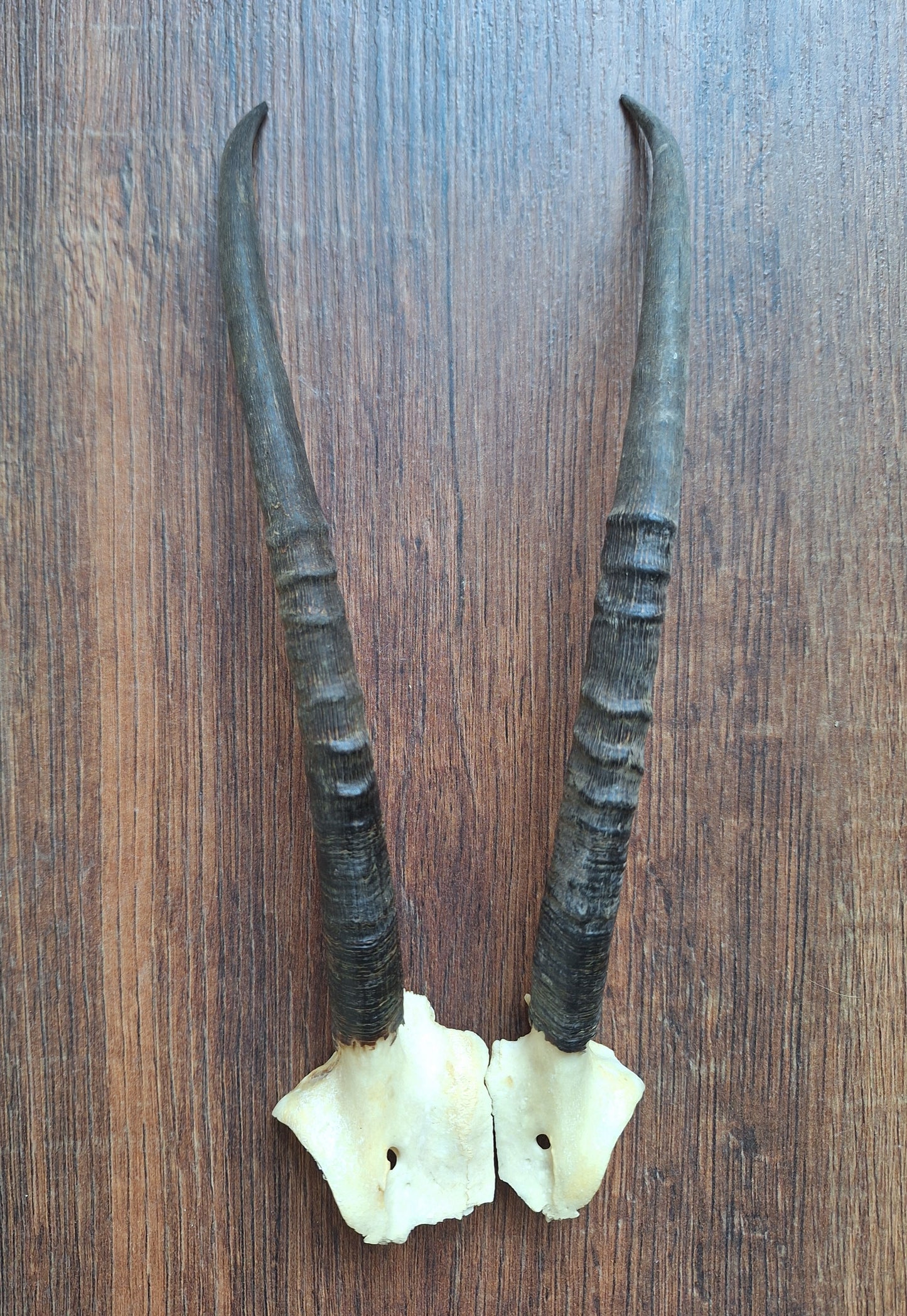 Dorcas gazelle horns, set of 2