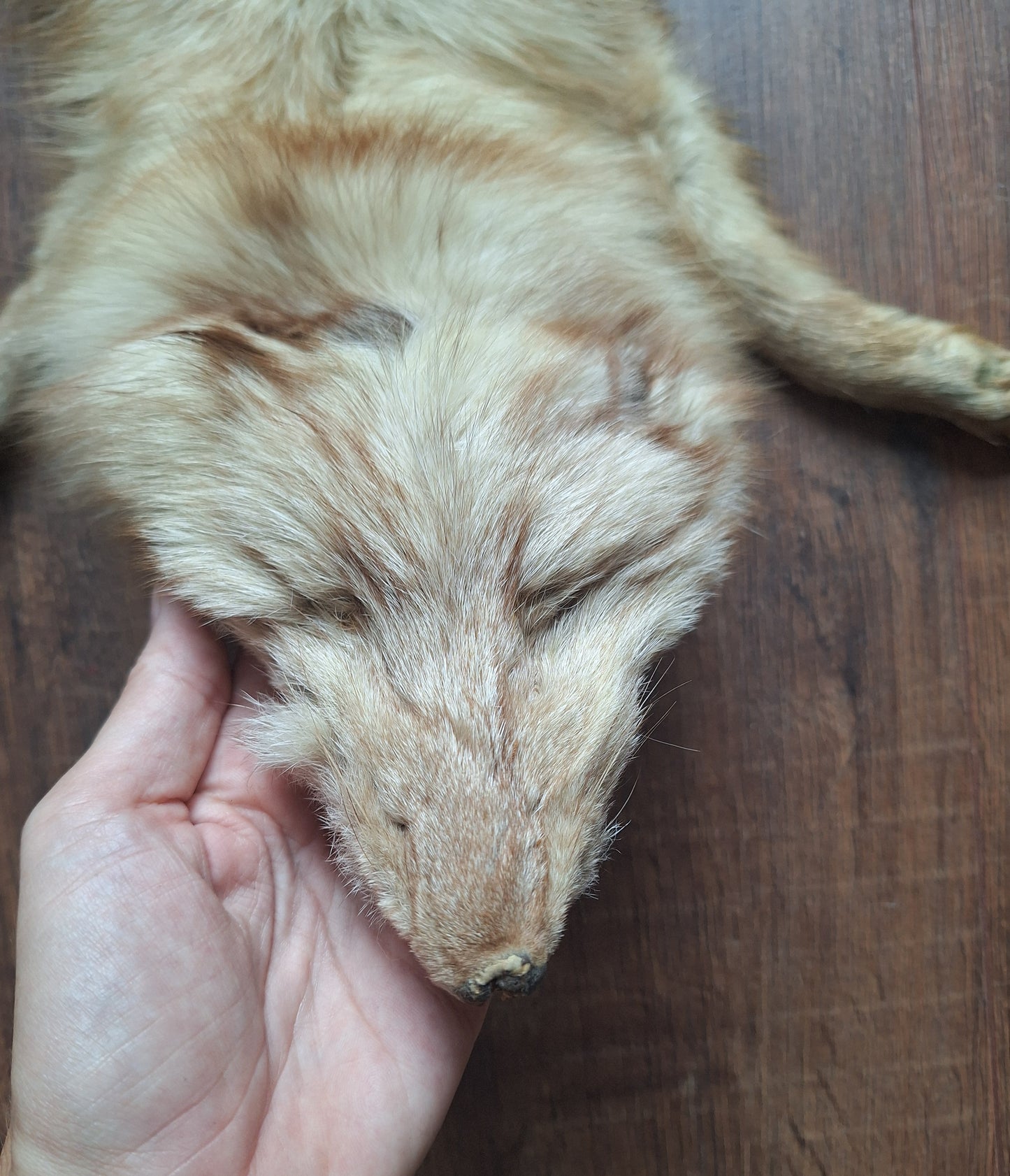 Red fox hide, light color mutation